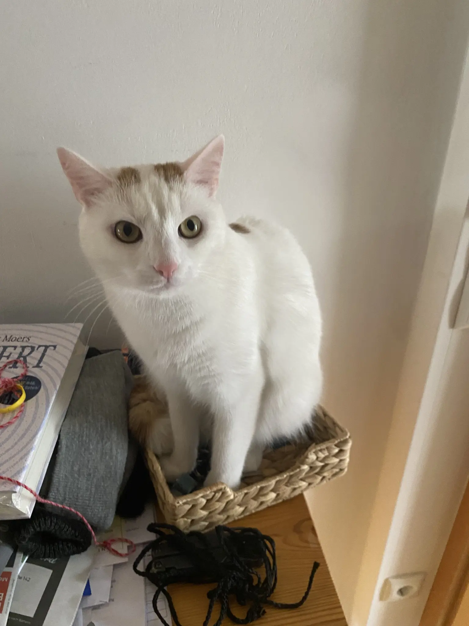 Fridolin, my white cat with orange dots, sitting in the thing I keep my keys in