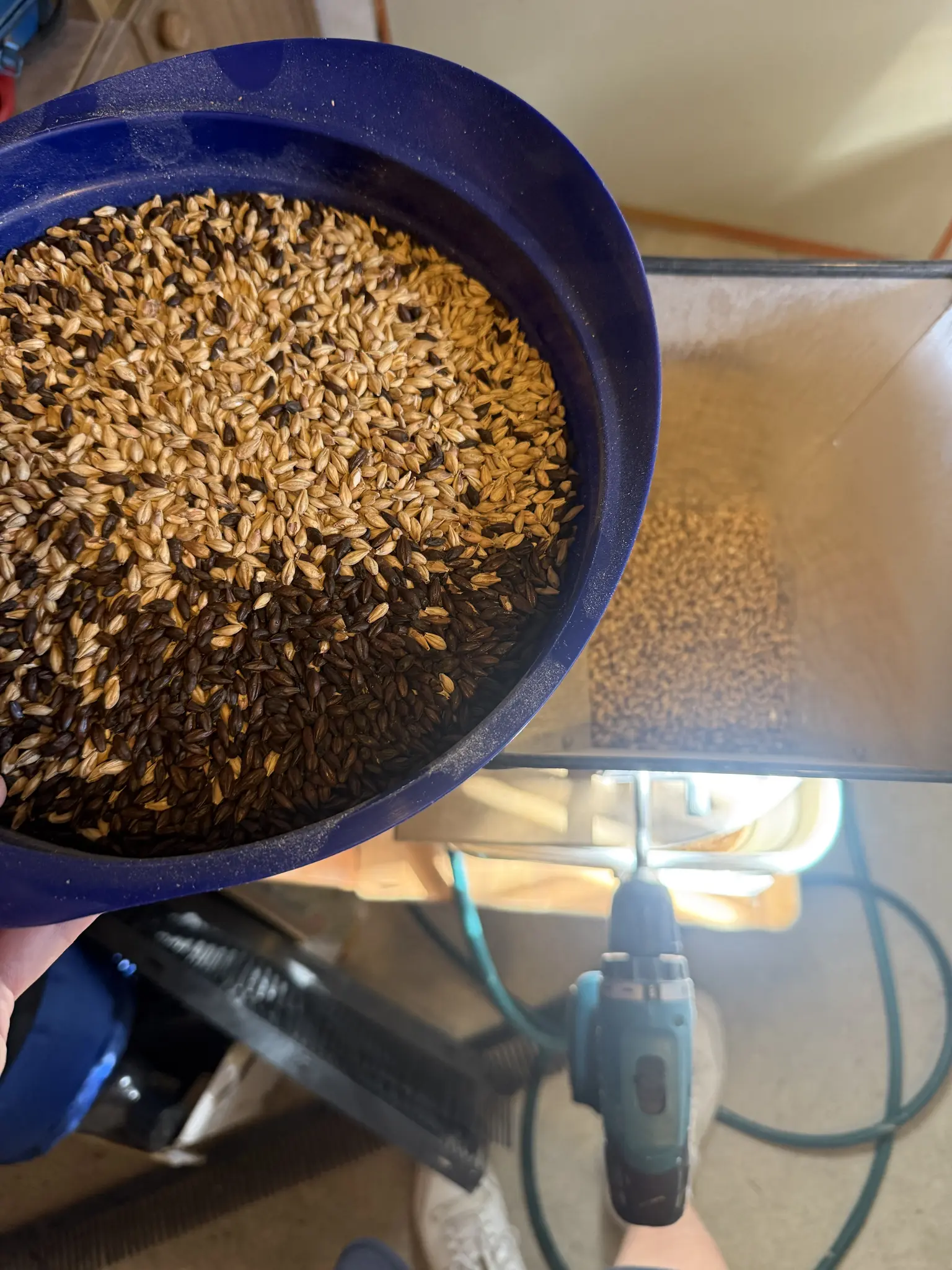 Malz in einer Schrotmühle getrieben von einer Bohrmaschine. Darauf eine Schüssel mit mehr Malz, helle und schwarze Körner