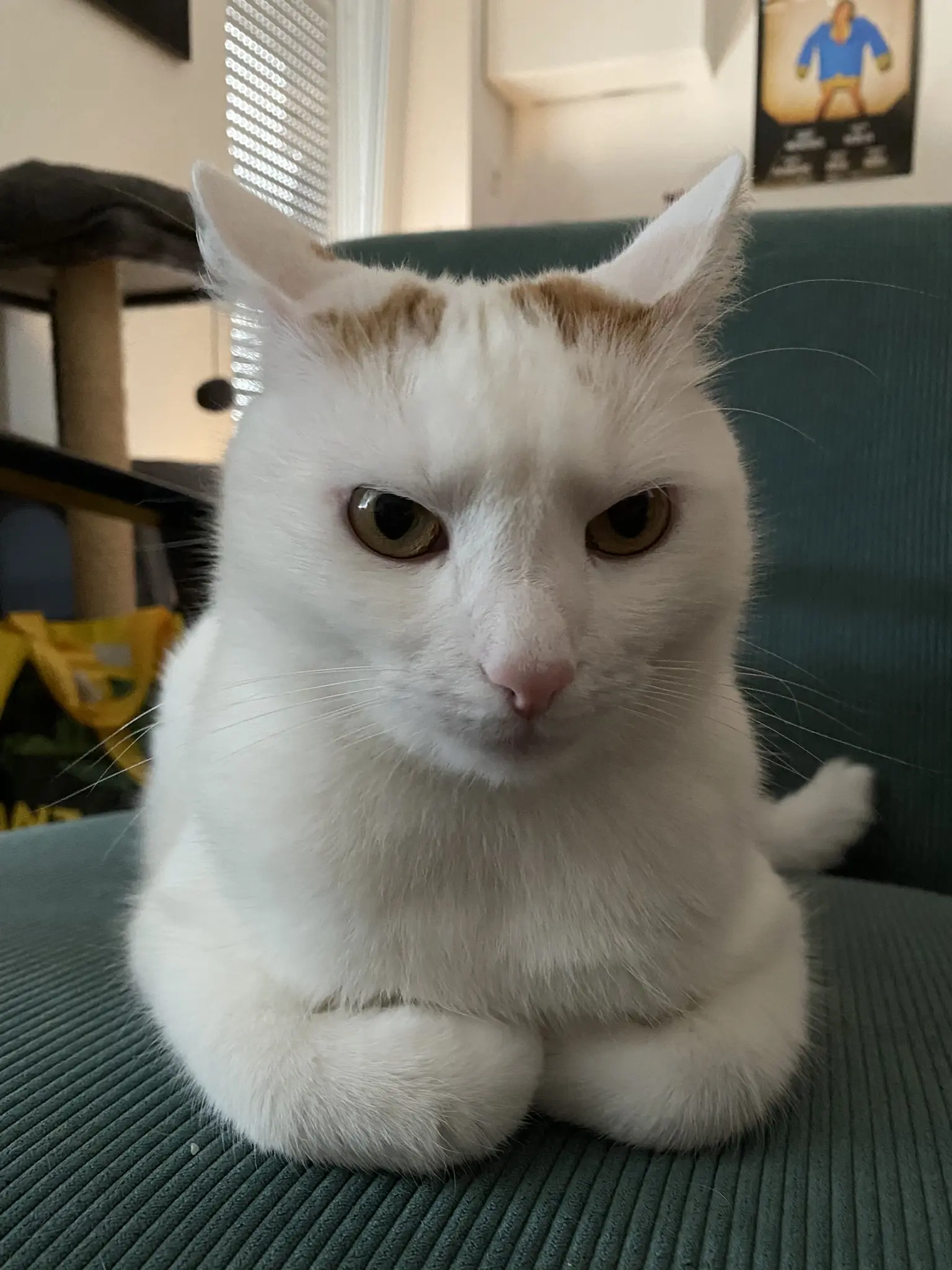 A white cat with orange dots on his head, loafing with his ears in airplane mode