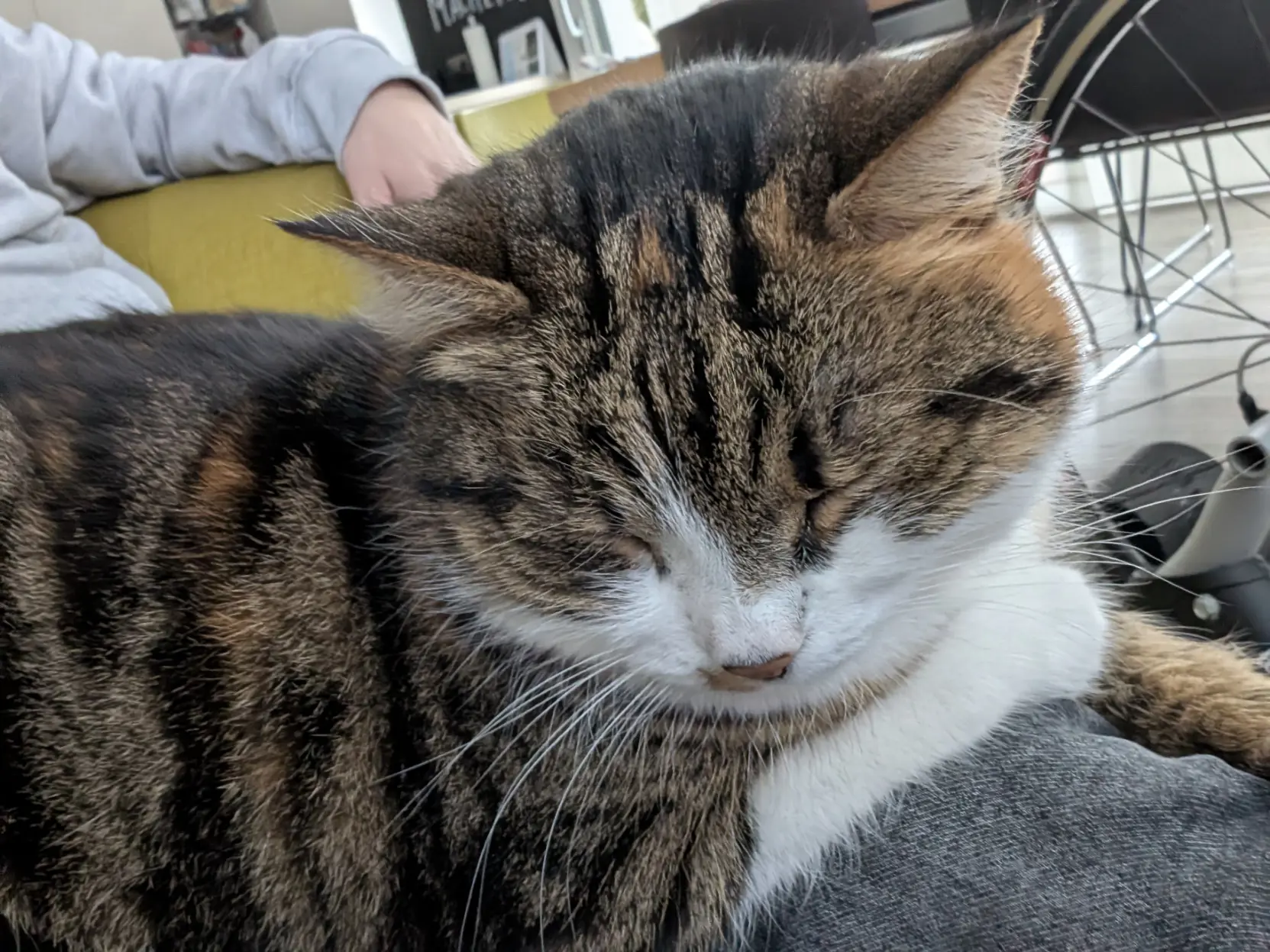 Foto von einer dreifarbigen Katze auf meinem Bein. Die Katze hat geschlossene Augen und wirkt entspannt. Im Hintergrund sieht man meinen Arm auf einer Sessellehne.