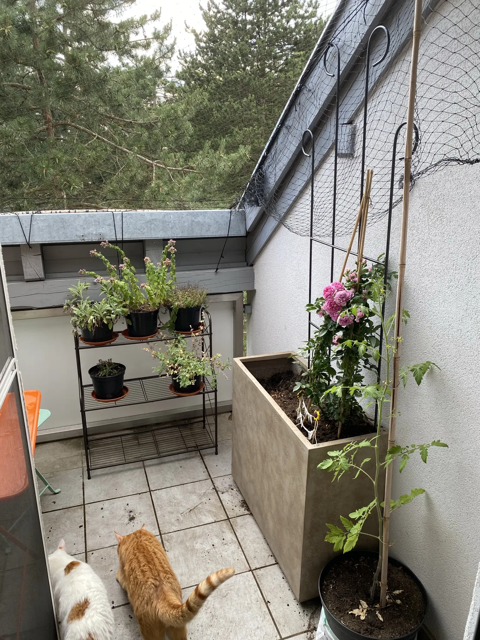 A balcony scene featuring two cats, one white with brown spots and one orange. There are potted plants on a metal shelf, and a large planter with a rose and a tomato plant next to it.